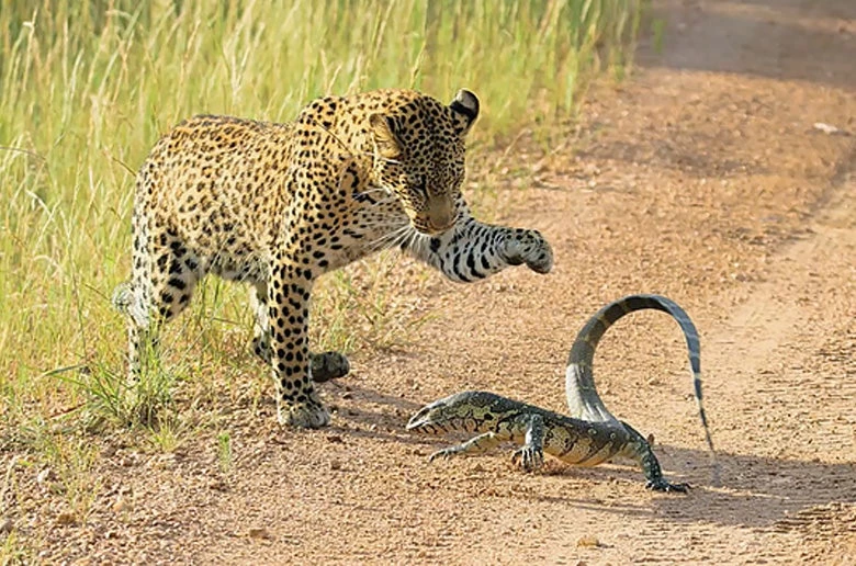 Έπρεπε να είχε φύγει – Η λεοπάρδαλη έφαγε πολύ μαστίγωμα… – Βίντεο